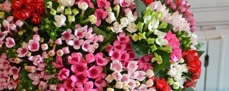 Bouvardia vaasleven Bouvardia vaasleven